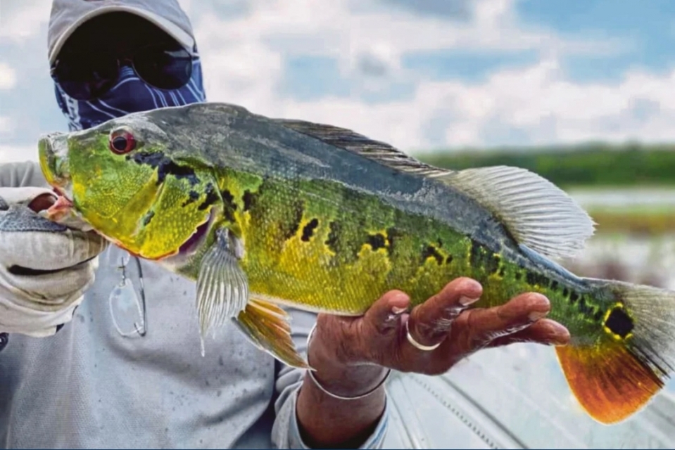 Peacock bass cepat membusuk, rasa tidak sedap