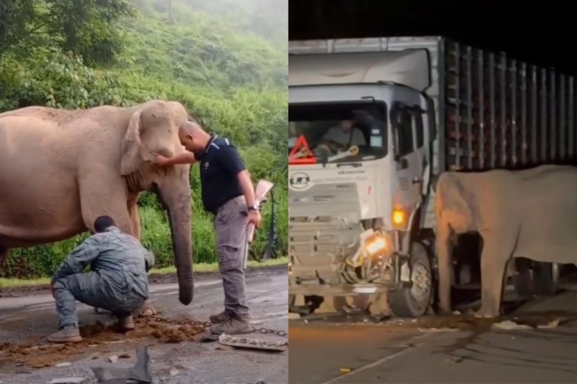 Anak maut dilanggar, terperosok bawah lori… Video ibu gajah setia menunggu sampai hari cerah undang sebak
