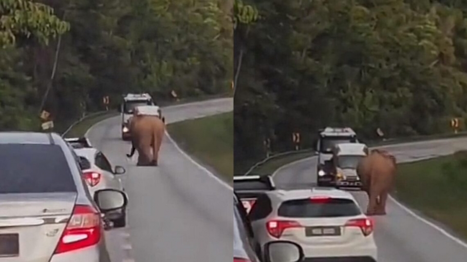 Ibu Gajah Kembali Ke Lokasi Kemalangan Cari Anak