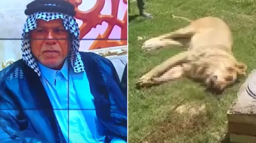 Makan tuan- Lelaki mati diserang singa peliharaan sendiri
