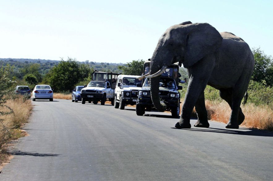 Jalan waktu malam, pelancong mati dipijak gajah