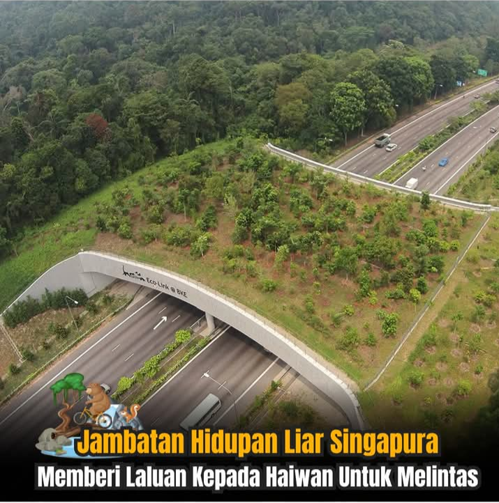 Animal Crossing Singapura – Jambatan Hidupan Liar Pertama di Asia Tenggara