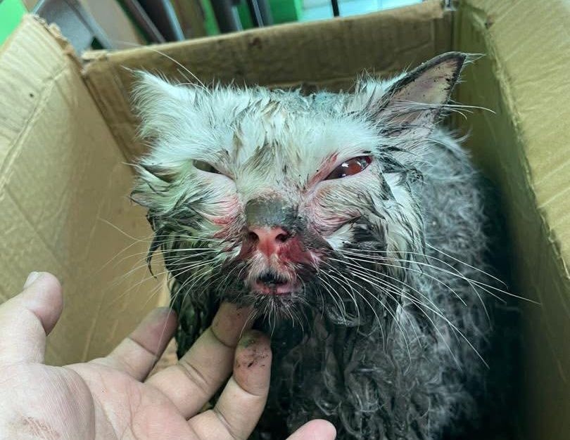CCTV bongkar rahsia ‘atok’ belasah, lempar kucing jiran