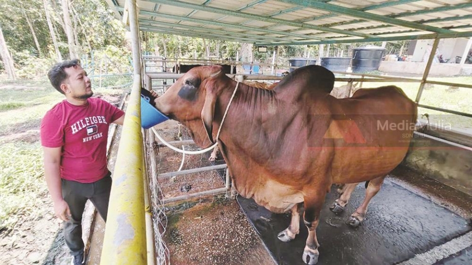 ‘Red’ Brahman sado dijual RM22,500