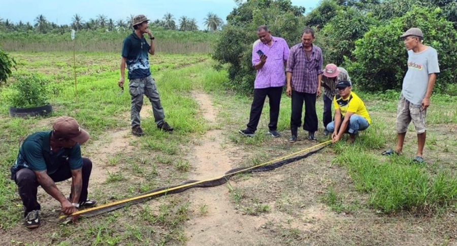 Terkejut tengok King Cobra selamba berenang di kolam belakang rumah