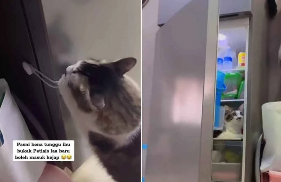 Kucing suka 'lepak' dalam peti sejuk, suami isteri pasang 'child lock' di rumah
