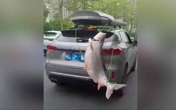 Aksi 'terlampau' pemancing tayang ikan 39kg diikat belakang kereta, dicari polis