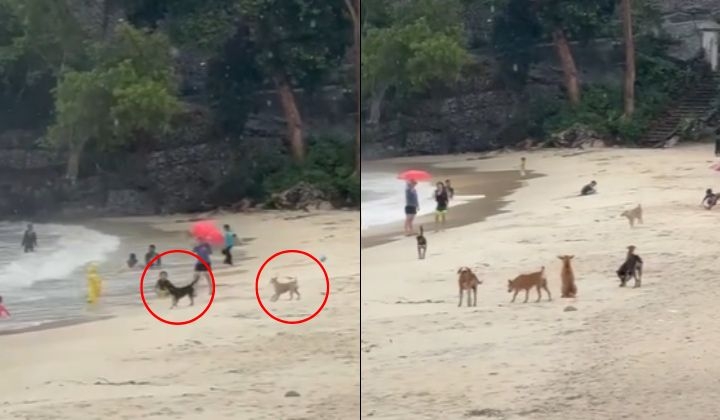 Berisiko Membawa Penyakit Rabies, Anjing Liar Sampai Kejar Budak Dekat Pantai Port Dickson!