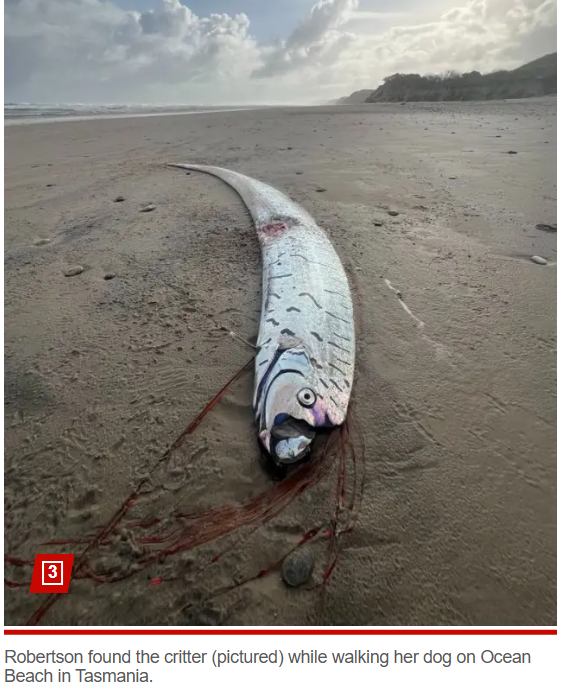 pernah terdampar di Jepun sebelum gempa bumi 2011,ikan 'Doomsday' terdampar di Pantai Tasmania Australia menyebabkan netizen tak keruan