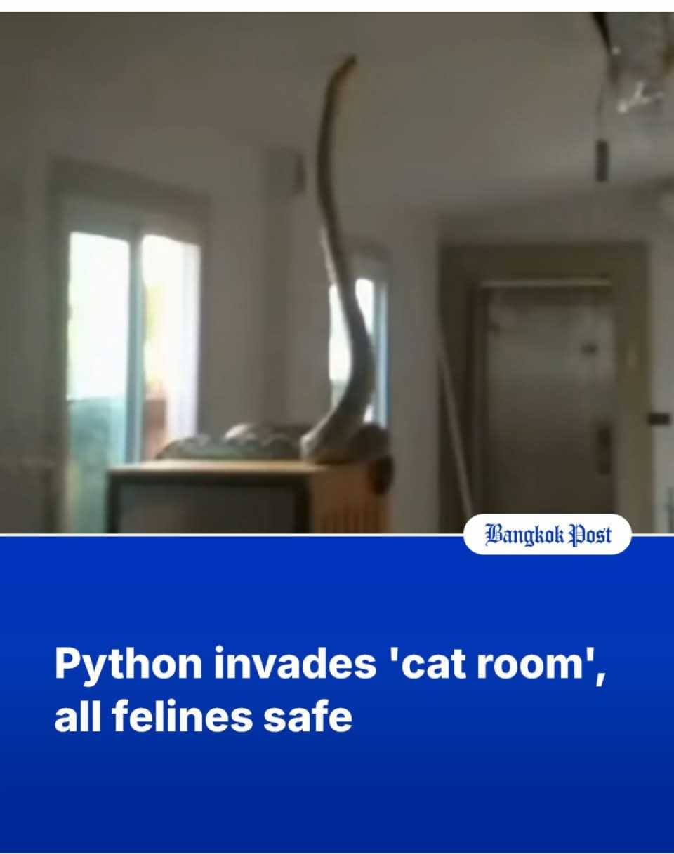 Ular sawa 5 meter masuk jengah bilik kucing