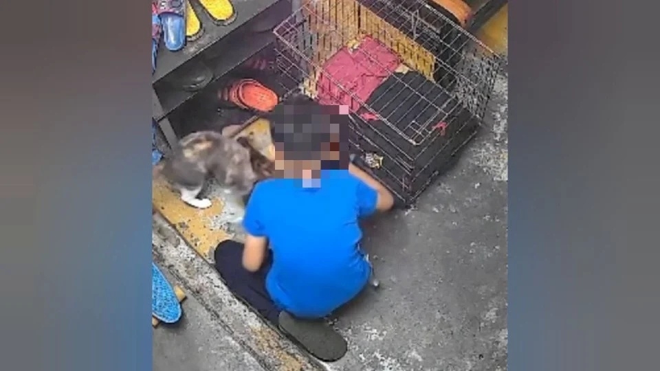 2 anak kucing mati dicampak dari pangsapuri, polis sahkan terima 4 laporan