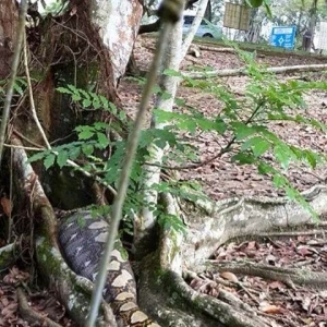 Ular Sawa Baham Rusa Di Taman Rusa Utm Skudai