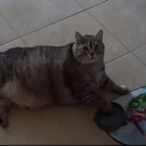 Kucing Gemuk Rayu Diberi Makan