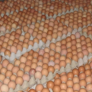 Nafi Telur Ayam Dijual 50 Sen Sebiji