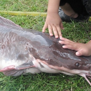 Sukar Pasarkan Ikan Keli Bersaiz Besar