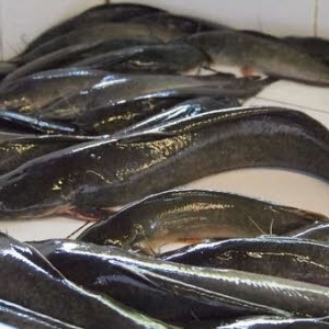 Ikan Keli Di Pasar Di Terengganu Diragui Status Halalnya