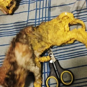 Anak Kucing Hampir Mati Selepas Badan Diselaputi Cat Kuning