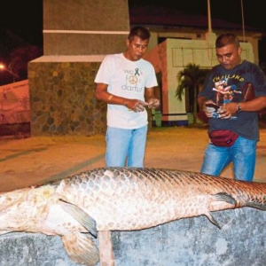 Ikan Sebesar MyVi Tersadai di Tebing Sungai Johor