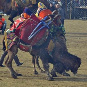 Sukan Tradisional Yang Pelik: Gusti Unta Di Turki