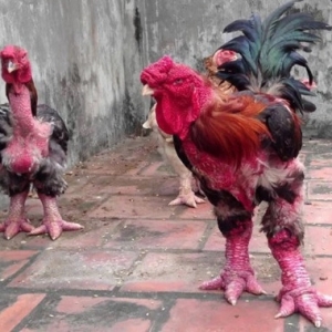 Ayam Berkaki Unik Jadi Hidangan Mewah Di Vietnam