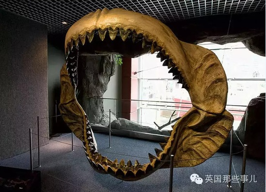 Menggemparkan! Terkutip 'Gigi' Ikan Jerung Era Dinasour 