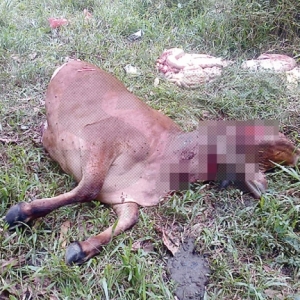 Lembu Dikerat Dua Tak Sempat Dilarikan Pencuri