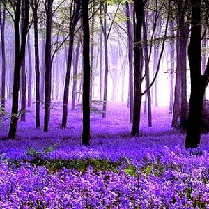 Hutan Hallerbos Yang Sangat Cantik.