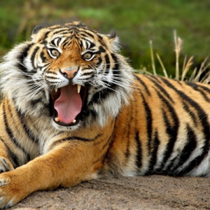 Fakta Menarik Harimau Malaya
