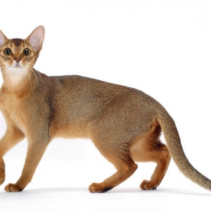 Kucing Jenis "The Abyssinian Cat " Yang Dipelihara Oleh Rasulullah SAW