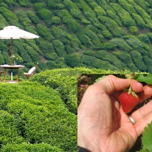 Dimaki Dalam Bahasa Cina Hanya Kerana Rasa Sebiji Buah Strawberi