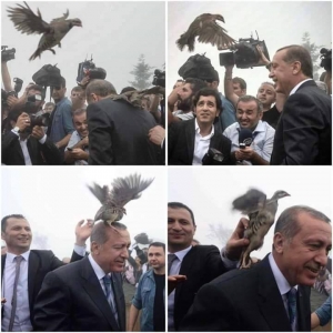 Burung Terbang Hinggap Dikepala Erdogan Selepas Solat