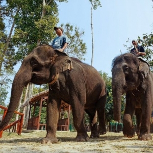 Gajah Kuala Gandah