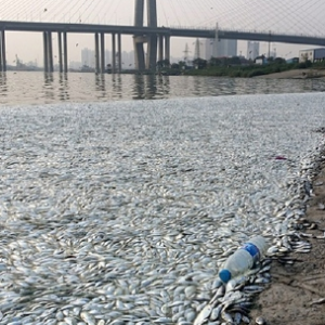 Tianjin : Ribuan ikan mati gemparkan penduduk