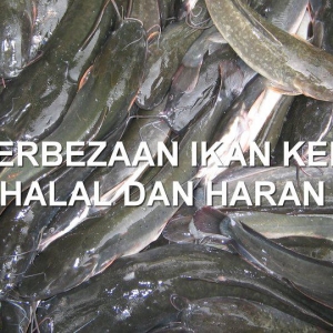 Beza Ikan Keli Yang  Halal Dan Haram Di Makan
