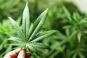 Mengejutkan Apabila Pokok Ganja Tumbuh Subur Di Kawasan Taman