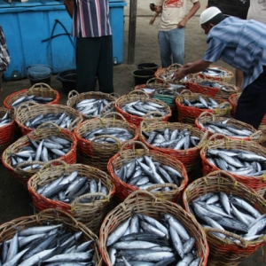 Harga Ikan Tongkol Meningkat Menjelang Hari Raya Aidiladha