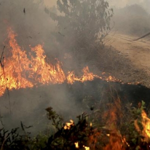 Nasa: Pembakaran Hutan Indonesia Paling Buruk Dalam Sejarah