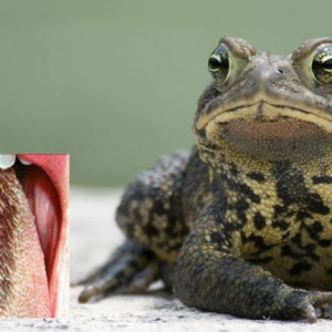 Edisi Sendiri Cari Pasal: Kesan Menjilat Katak