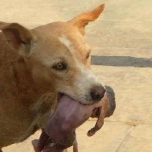 Anjing Selamatkan Bayi Baru Lahir