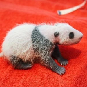 Zoo Negara Mula Pamer Anak Panda Gergasi Hari Ini