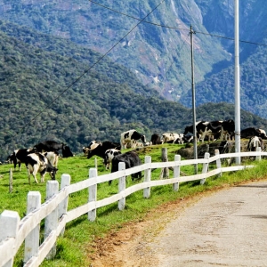 Desa Cattle Dairy Farm, Kundasang Seakan Berada Di New Zealand!