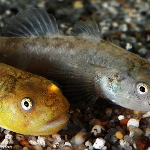 Luar Biasa, Ikan Ini Hidup Di Kawasan Gurun
