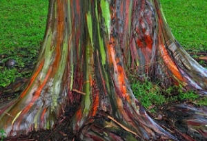 Pokok Yang Berwarna-Warni Umpama Pelangi