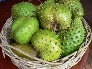 Durian Belanda, Buah Ajaib Pembunuh Kanser