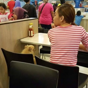 Lagi Insiden Bawa Anjing Dalam Restoran KFC