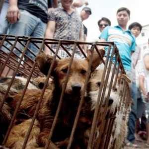 Maut Selepas Makan Daging Anjing!