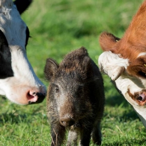 Babi Hutan Jadi Anak Angkat Keluarga Lembu!