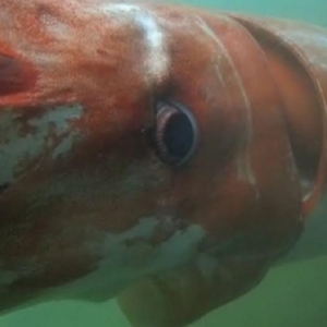 Mengejutkan! Muncul Sotong Gergasi Di Pelabuhan Jepun