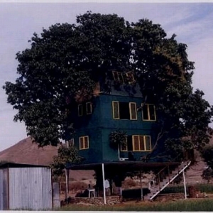 Kehebatan Jurutera Bina Rumah Atas Pohon Mangga