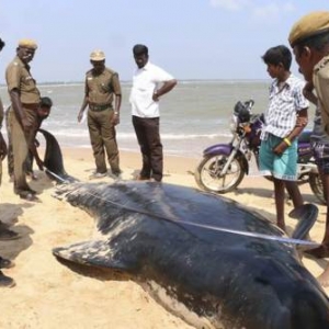 Menyedihkan, Sekumpulan Paus Mati Terdampar Di Tamil Nadu